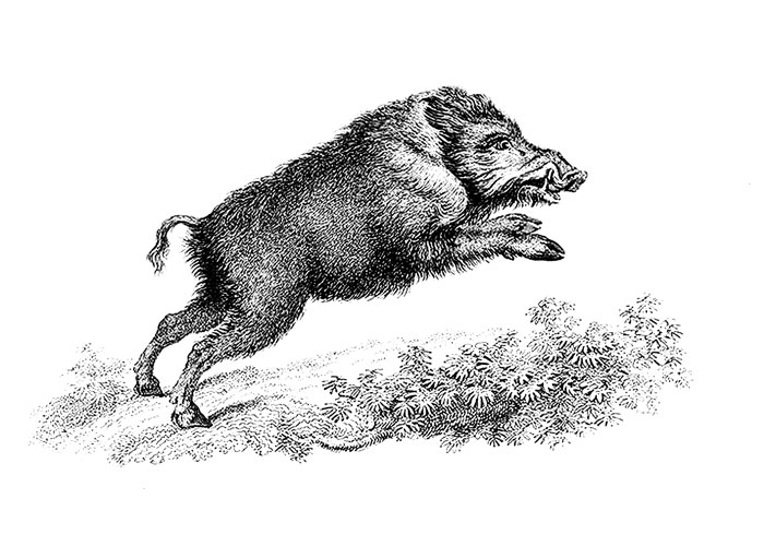 Dalamara-pig